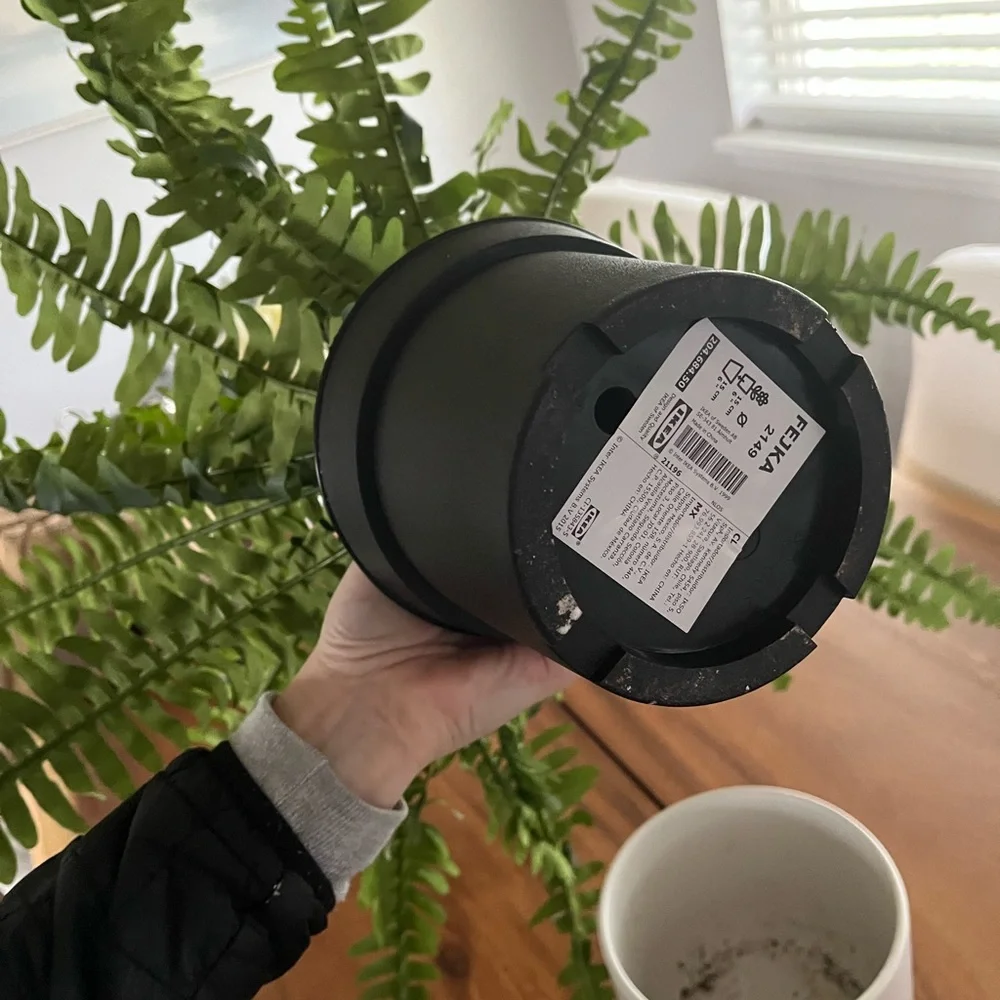 New IKEA large faux fern